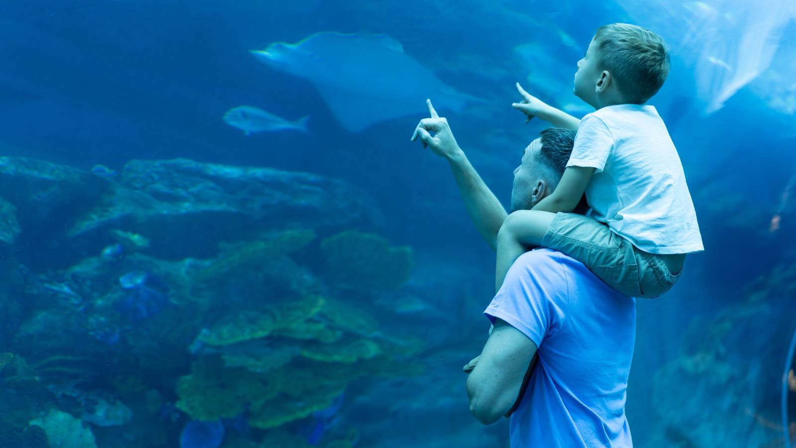 aquarium